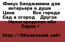 Фикус Бенджамина для интерьера и души › Цена ­ 2 900 - Все города Сад и огород » Другое   . Нижегородская обл.,Саров г.